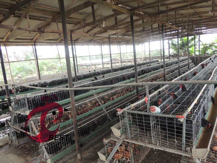 small poultry farm business plan pdf