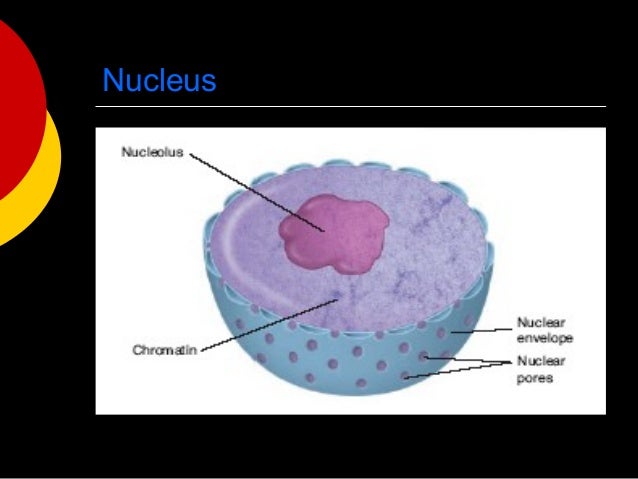 biology 11 miller and levine pdf