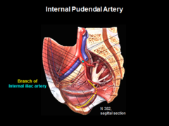 nerve supply of heart pdf