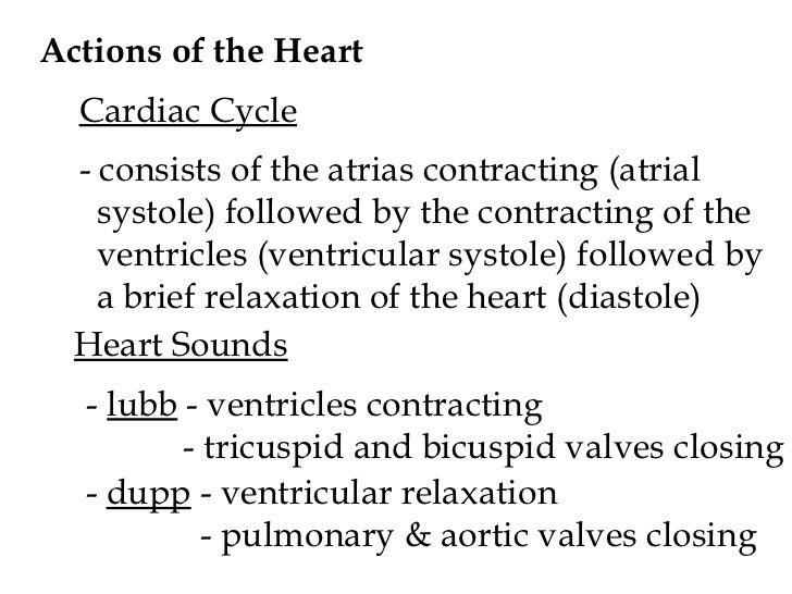 nerve supply of heart pdf