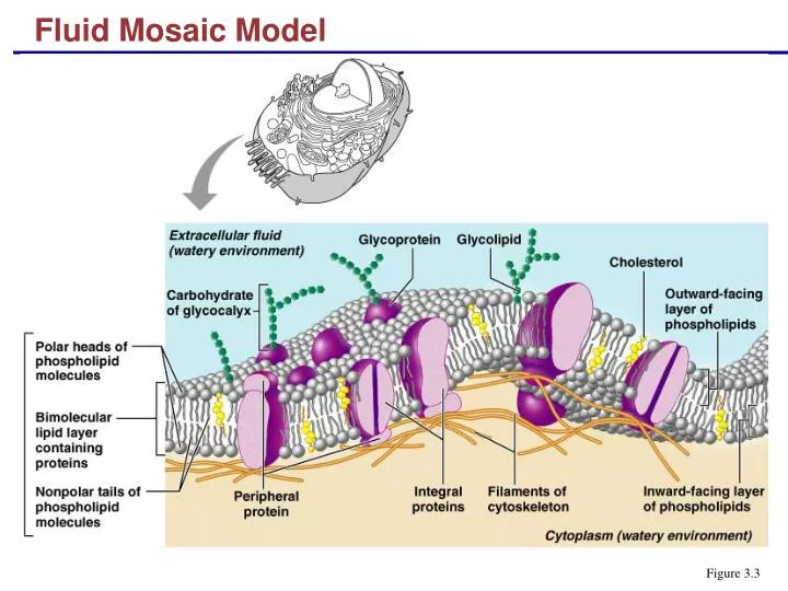 molecular cell biology lodish 7th edition pdf