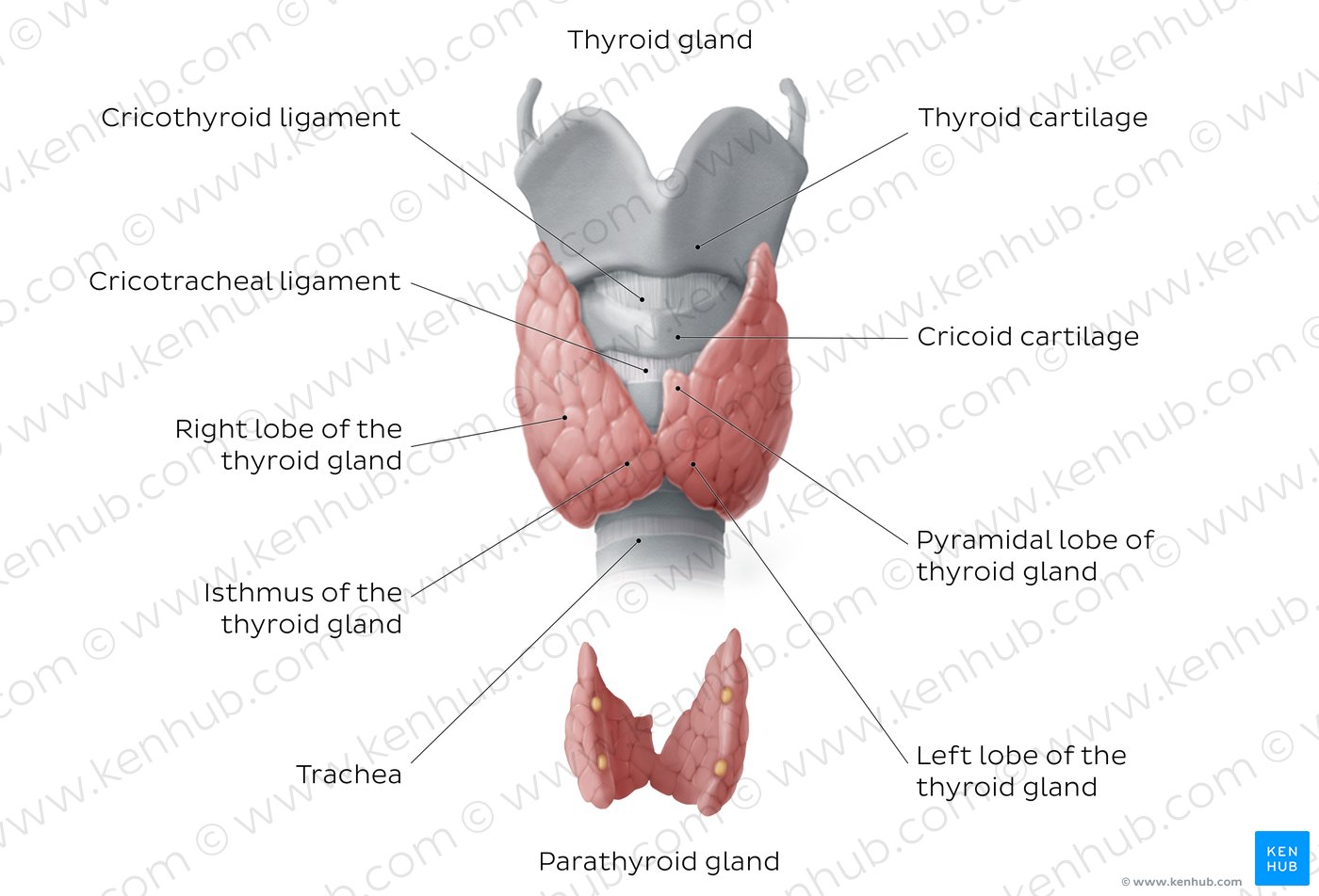 what is thymus gland pdf